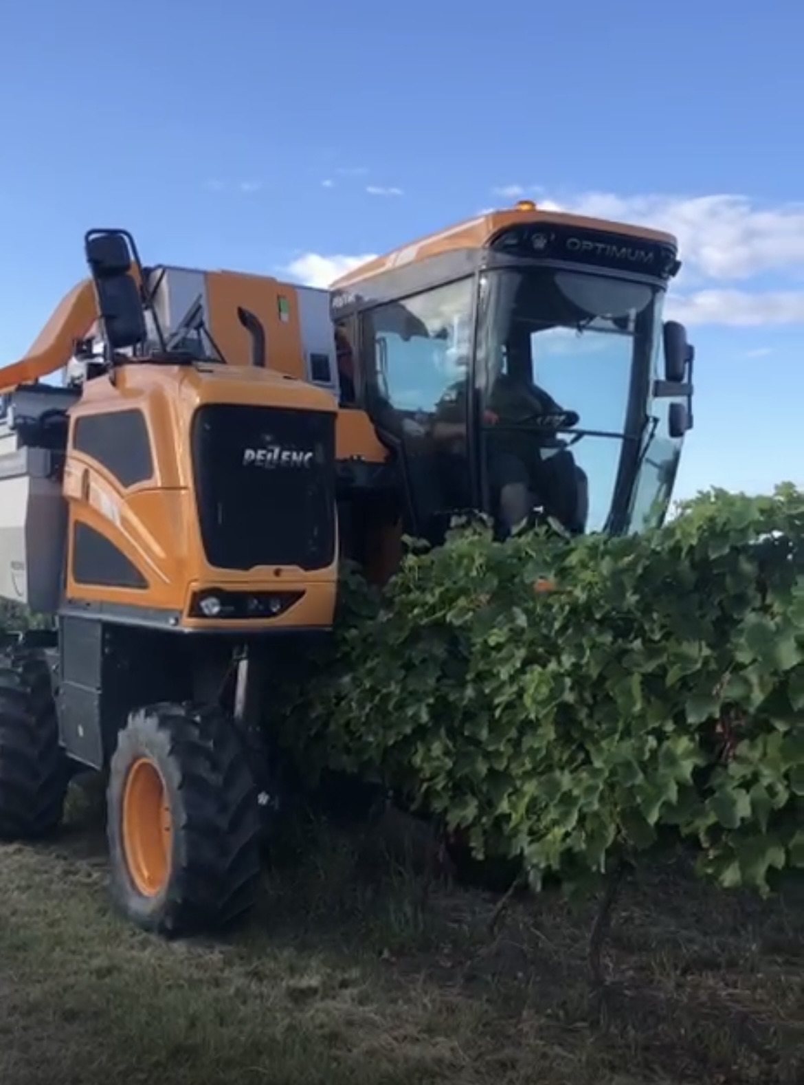 Vinobraní: nejdůležitější období vinaře