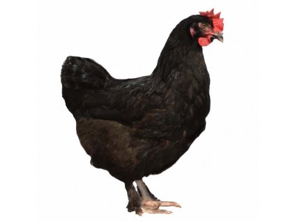 dominant darkshell