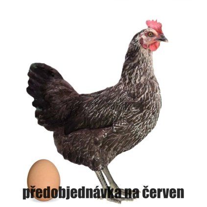 d849