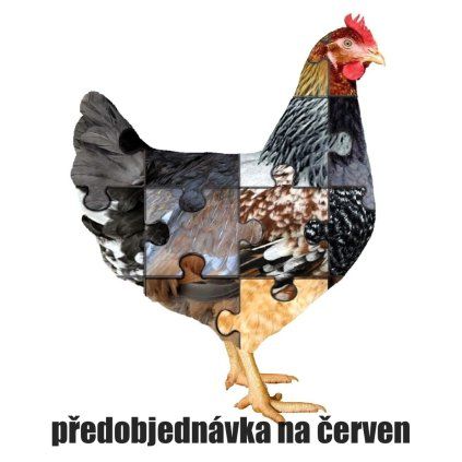 vesely kurnik