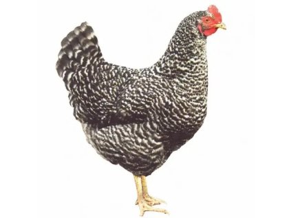 Dominant Zihany D959 optimised