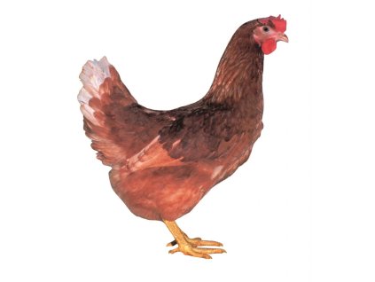 D102 Final Slepice webp optimised