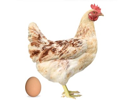 Screenshot 2025 11 12 at 8.55.25