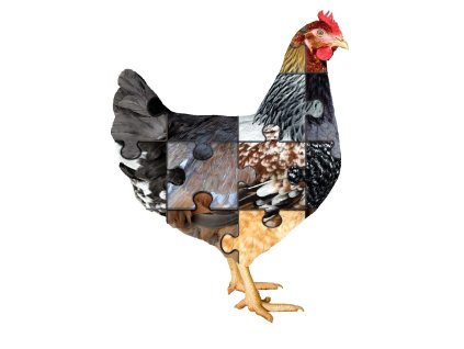 Puzzle Slepička from Farma Hájek