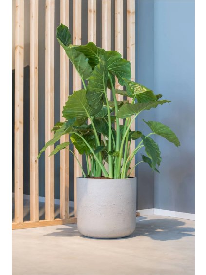 blumentopf fiberglas beige chico 44x42 02 4066147005151