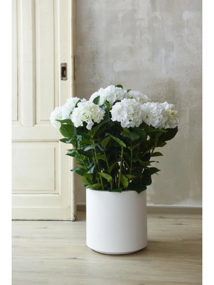 Umělá hortenzie HYDRANGEA v bílém květináči, výška 90 cm, bílá