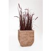 12492 7 kvetinac asia vodni hyacint vyska 50 cm natur