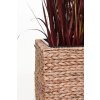 12492 8 kvetinac asia vodni hyacint vyska 50 cm natur
