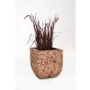 12510 8 kvetinac wild vodni hyacint vyska 50 cm natur