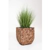 12510 5 kvetinac wild vodni hyacint vyska 50 cm natur