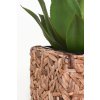 12510 7 kvetinac wild vodni hyacint vyska 50 cm natur