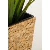 12603 4 kvetinac wild vodni hyacint vyska 60 cm natur