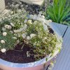 14067 5 okrasna miska plana sklolaminat 44 cm x vyska 11 cm beton design