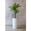 14484 9 kvetinac escada sklolaminat vyska 60 cm bily