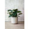 14730 7 kvetinac chico sklolaminat vyska 42 cm bezova