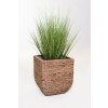 14865 6 kvetinac asia vodni hyacint vyska 40 cm natur