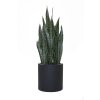 2128 15 umela rostlina sansi vyska 68 cm plast zelena sansi