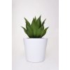2239 14 umela rostlina agave v cernem kvetinaci agavo plast vyska 54 cm zelena