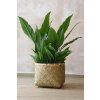 2422 6 umela rostlina fred plast vyska 90 cm zelena fred