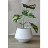 kunstpflanze philodendron monstera baumfreund amica 80 04