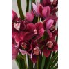 orchidee cymbidien arrangement im cremefarbenen dekotopf pink orchidea 95cm 03