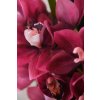 orchidee cymbidien arrangement im cremefarbenen dekotopf pink orchidea 95cm 04