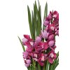 orchidee cymbidien arrangement im cremefarbenen dekotopf pink orchidea 95cm 07