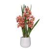 cymbidium orchidee im cremefarbenen dekotopf orange orchidea 95cm 06