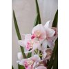 cymbidium orchidee im cremefarbenen dekotopf orchidea 95cm rose 02