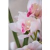cymbidium orchidee im cremefarbenen dekotopf orchidea 95cm rose 04