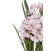cymbidium orchidee im cremefarbenen dekotopf orchidea 95cm rose 07
