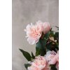 pfingstrose paeonien im cremefarbenen dekotopf rose peony 70cm 02