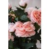 pfingstrose paeonien im cremefarbenen dekotopf rose peony 70cm 03
