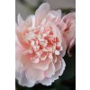 pfingstrose paeonien im cremefarbenen dekotopf rose peony 70cm 04