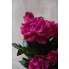 pfingstrose paeonien im cremefarbenen dekotopf fuchsia peony 70cm 02