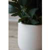 pfingstrose paeonien im cremefarbenen dekotopf fuchsia peony 70cm 05