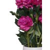 pfingstrose paeonien im cremefarbenen dekotopf fuchsia peony 70cm 07