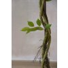 blauregen wisteria baum weiss kunstpflanze glycine 125cm 04