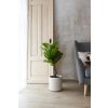 geigenfeige kunstpflanze ficus lyrata 100x50 03