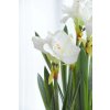 klunstpflanze amaryllis arrangement im erdballen weiss pallore 73cm 02