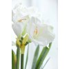 klunstpflanze amaryllis arrangement im erdballen weiss pallore 73cm 04
