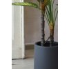 gummibaum dieffenbachia im grauen dekotopf kunstpflanze fronda 110cm 02