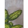 gummibaum dieffenbachia im grauen dekotopf kunstpflanze fronda 110cm 04