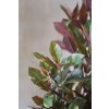 roter ficus capensia kunstpflanze gomma 90cm 03