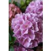 hortensie kunstpflanze pink mit topf 60x78 05