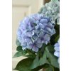 hortensie kunstpflanze blau gruen mit topf 60x78 04