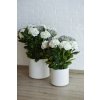 Umělá hortenzie HYDRANGEA v bílém květináči, výška 90 cm, modro-bílá