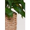 pflanzkuebel blumentopf wasserhyazinthe natur 30 asia 6