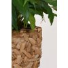 blumentopf pflanzkuebel wasserhyazinthe dunkel natur 25x25x40 wild 2