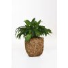 blumentopf pflanzkuebel wasserhyazinthe dunkel natur 25x25x40 wild 1